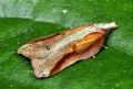 Acleris cristana